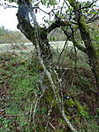 DSC09342