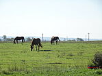 DSC09536