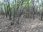 DSC09558