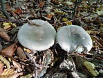 DSC09638