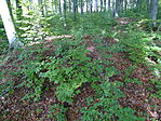 DSC09652