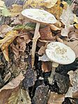 IMG_20241023_121643