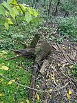 IMG_20241023_083237_900.jpg_compressed