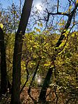 IMG_20241023_123017_138.jpg_compressed