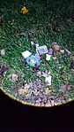 IMG_20241026_195337.jpg
