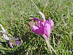 Őszi kikerics a réten (Colchicum autumnale)