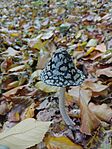 Harkálytintagomba (Coprinopsis picacea)