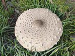 Nagy őzlábgomba (Macrolepiota procera)
