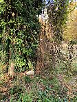 IMG_20241023_135254