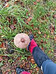 IMG_20241006_133127