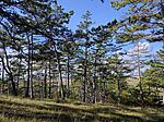 IMG_20241012_142238