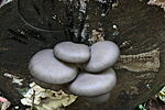 IMG_20241019_110558_4357