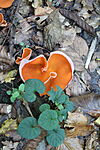 IMG_20241019_110701_4359