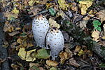 IMG_20241019_122519_4374