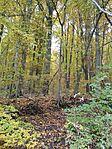 IMG_20241026_145119