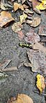 IMG_20241026_101511