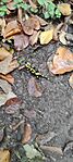 IMG_20241026_101515