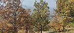 IMG_20241026_114433