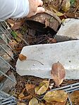 IMG_20241029_125326