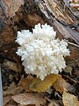 IMG_20241029_092303