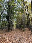 IMG_5466