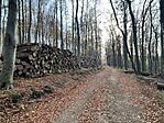 IMG_5499