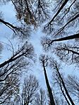 IMG_5517