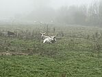 IMG_8118