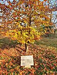 IMG_20241110_100045