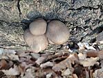 IMG_20241117_140043