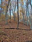 IMG_20241117_134759