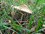 DSC09800