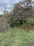 IMG_2621