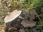 IMG_0930