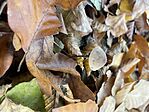 IMG_0974