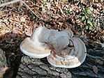 IMG_20241101_102731