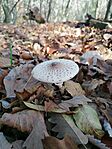 IMG_20241101_125731