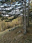 IMG_20241101_082131