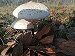 IMG_20241030_091701
