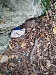 IMG_20241101_161138_1
