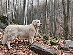 IMG_0040