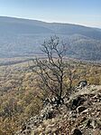 IMG_7710