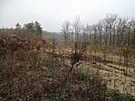 IMG_20241110_144818