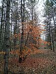IMG_20241110_104420