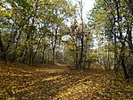 DSC09920