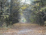 DSC09941