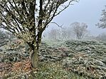 IMG_8342