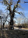 IMG_5780
