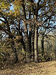 IMG_5790