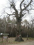 IMG_4640